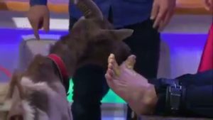 Tickle male Tiere Wie Wir 5