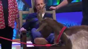 Tickle male Tiere Wie Wir 6
