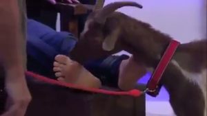 Tickle male Tiere Wie Wir 7
