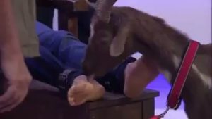 Tickle male Tiere Wie Wir 8