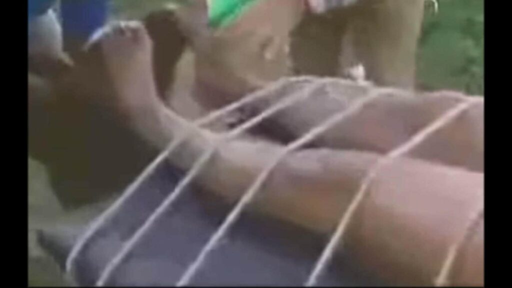 Panico Na Tv tickling 1