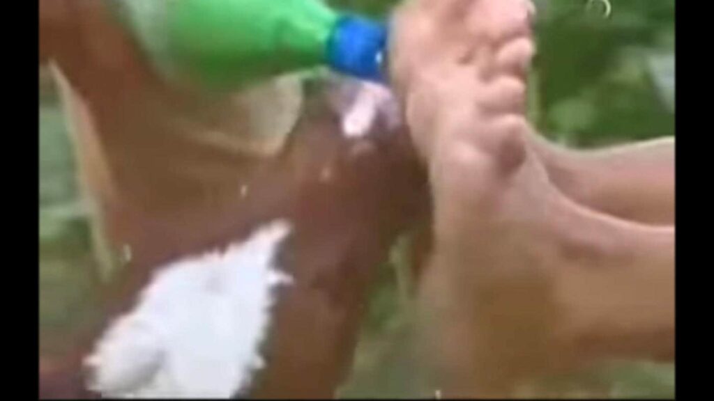 Panico Na Tv tickling 1